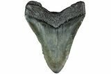 Fossil Megalodon Tooth - South Carolina #208559-1